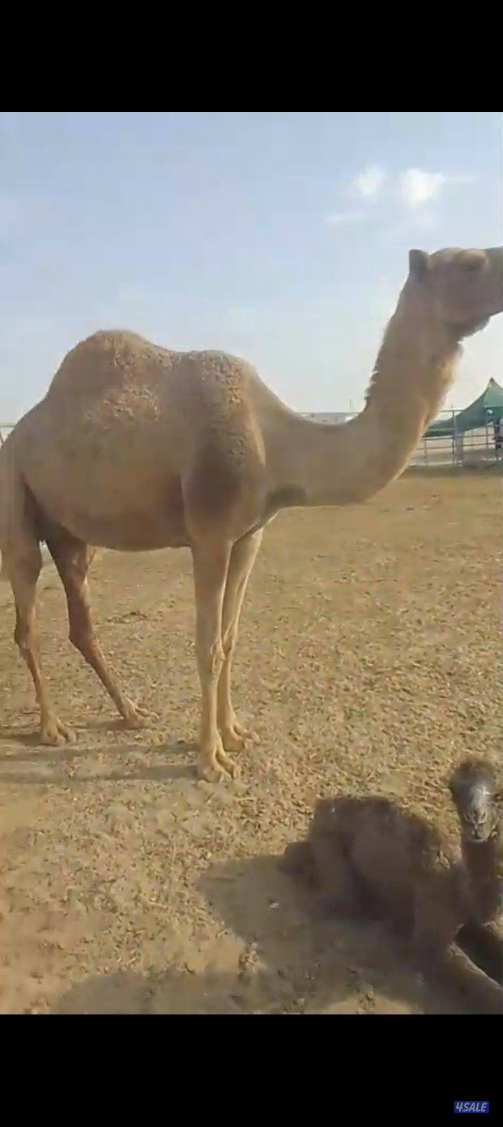 للبيع خلفه0