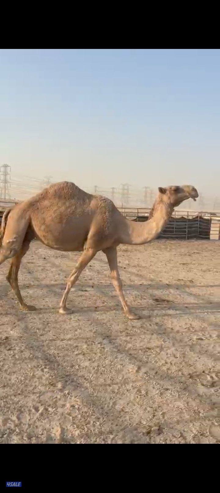 للبيع خلفه1