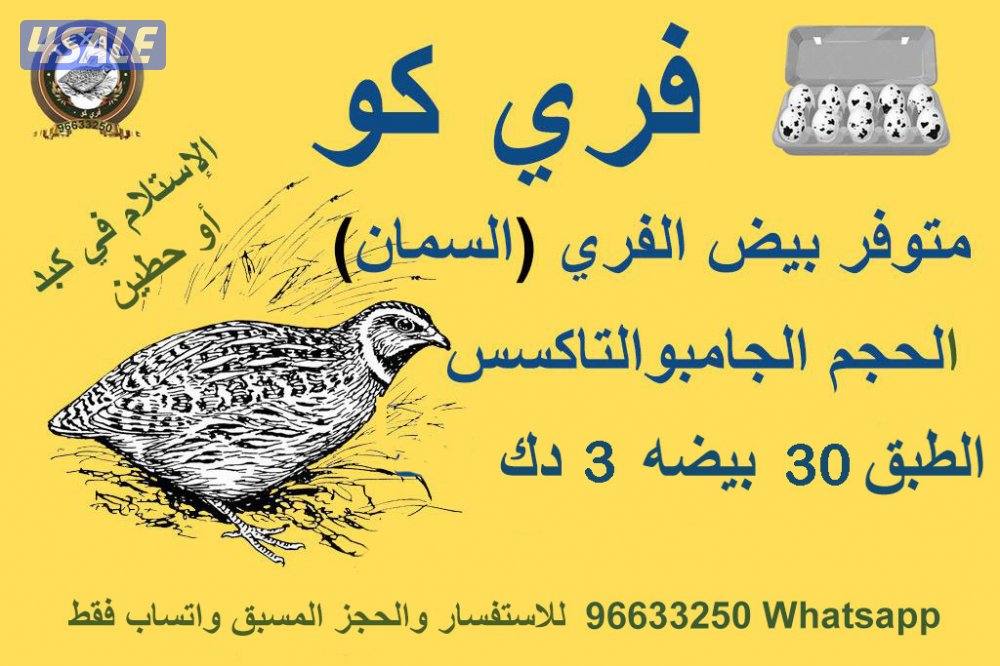 للبيع بيض فري تاكسس جامبو فريش تجميع يومي للأكل  صحي وغذاء الطيور0