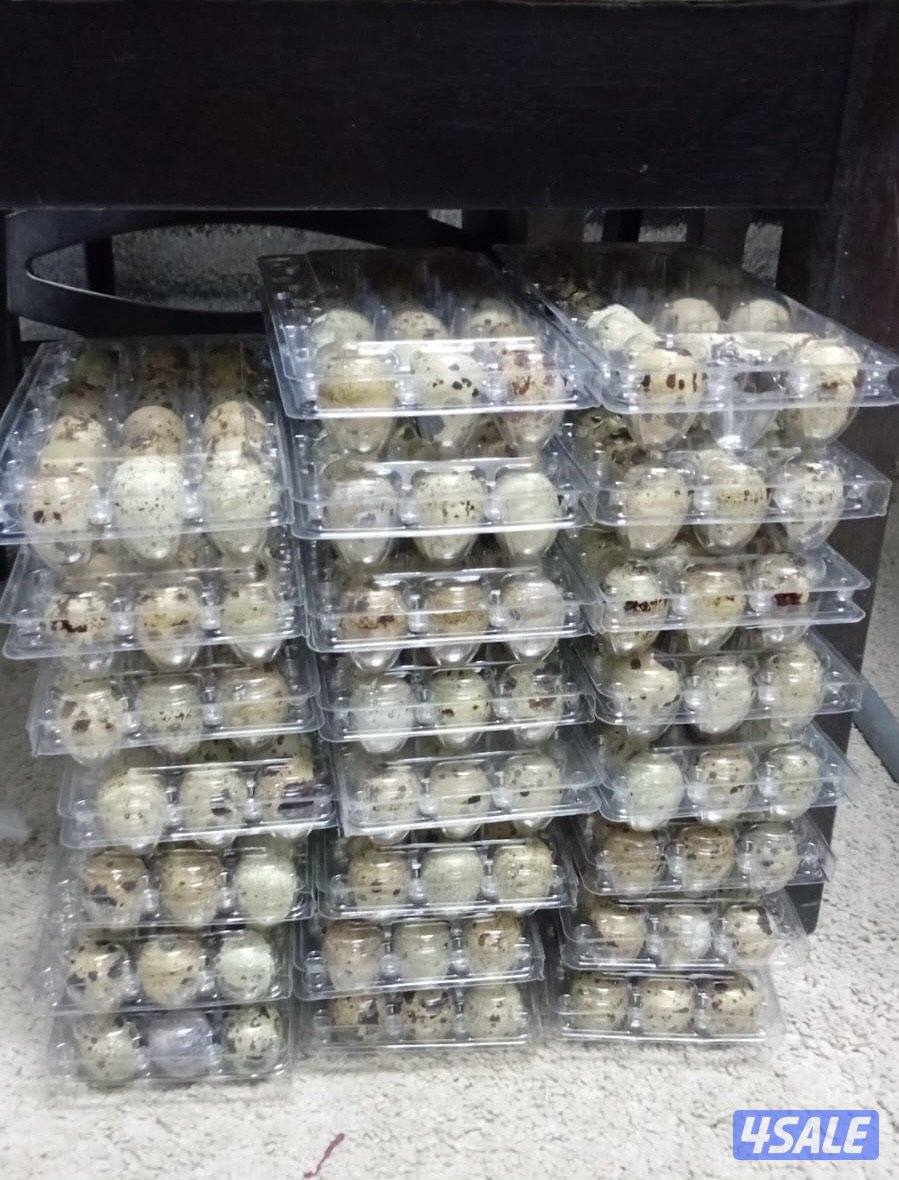 للبيع بيض فري تاكسس جامبو فريش تجميع يومي للأكل  صحي وغذاء الطيور1