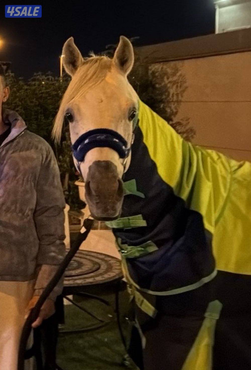 حصان مكس مواليد ٢٠٢٠ شرط سلم وتحويل حصان  شيخ يحتاج له تحذيه0