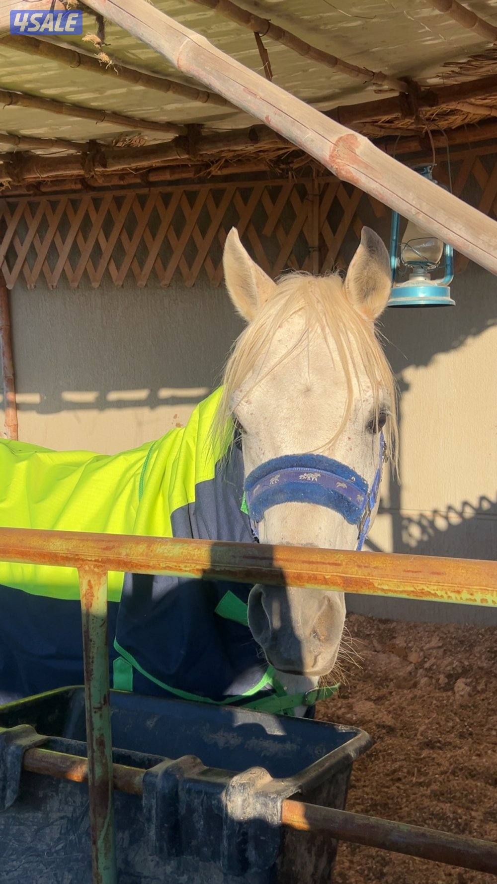 حصان مكس مواليد ٢٠٢٠ شرط سلم وتحويل حصان  شيخ يحتاج له تحذيه1