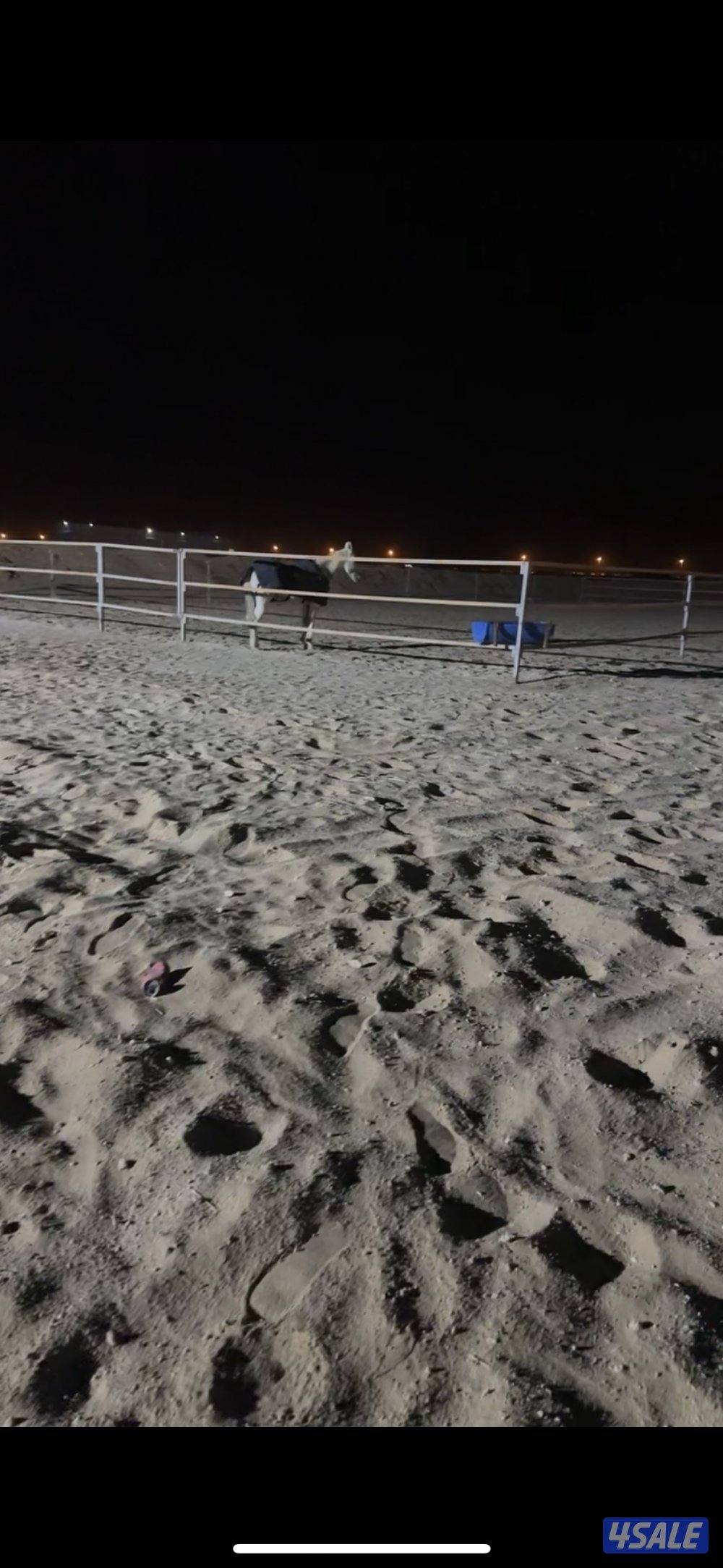 بادوك و ٤ بناجر0