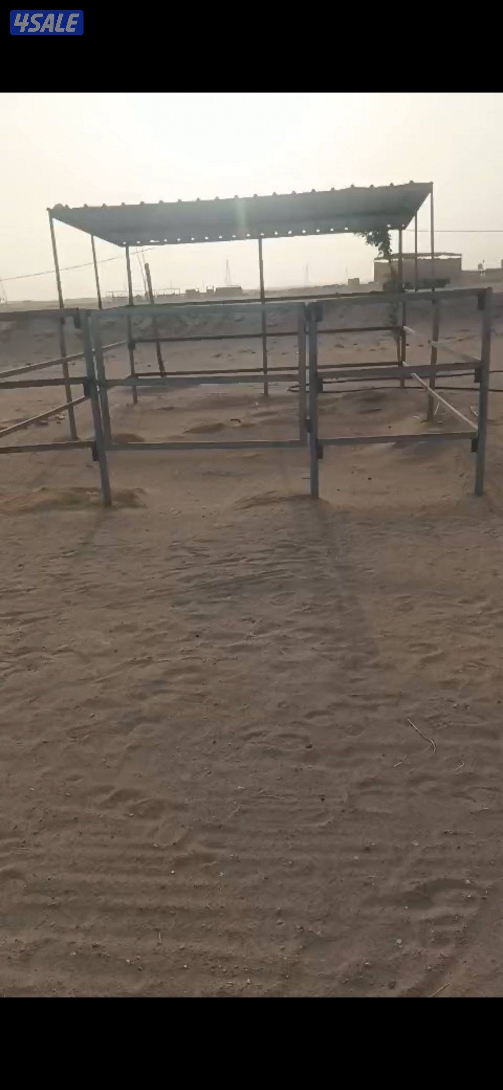 بادوك و ٤ بناجر1