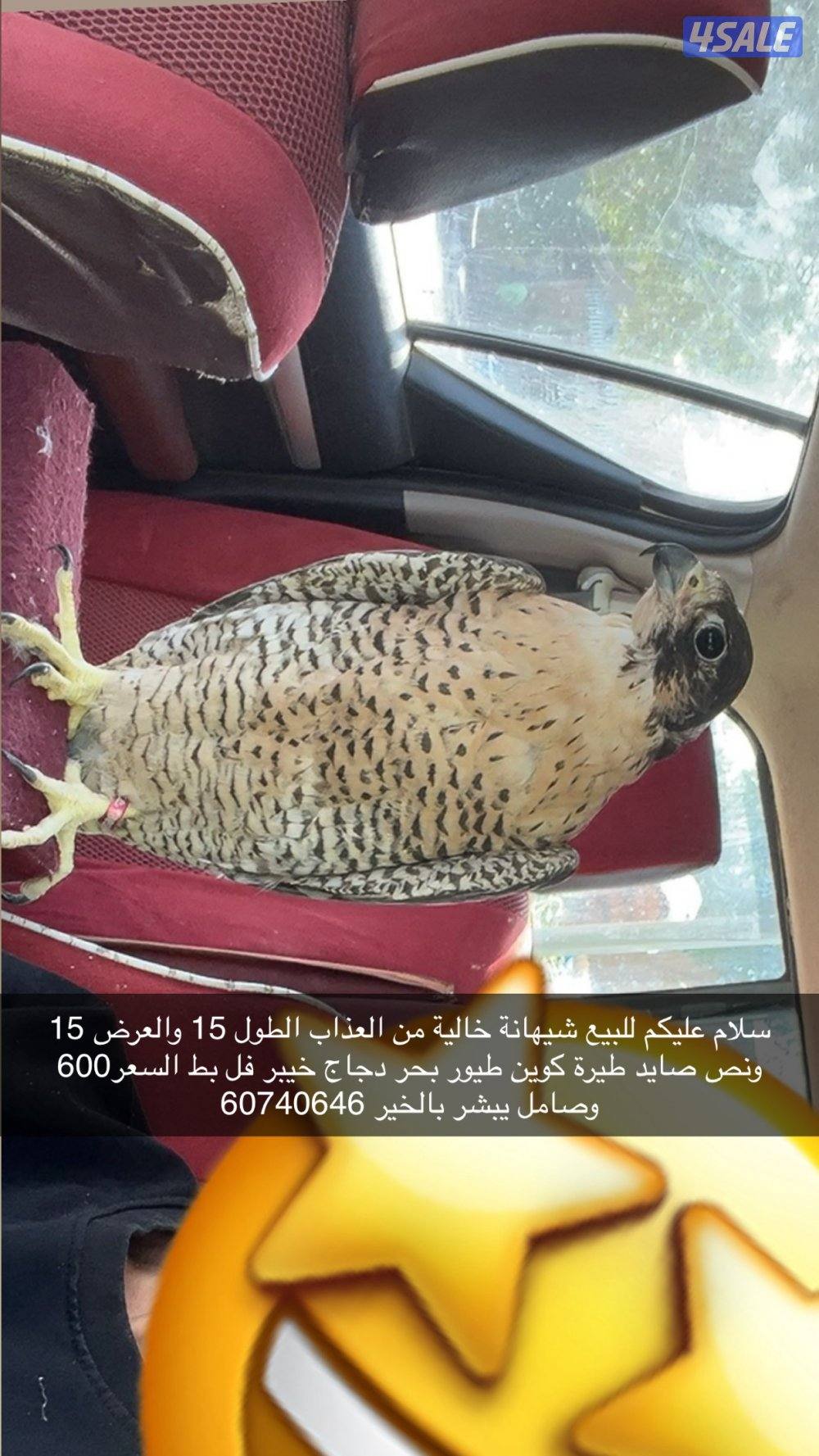 ‏ شيهانة للبيع شرط الفحص وطيور البحر تصيد قراني ق1