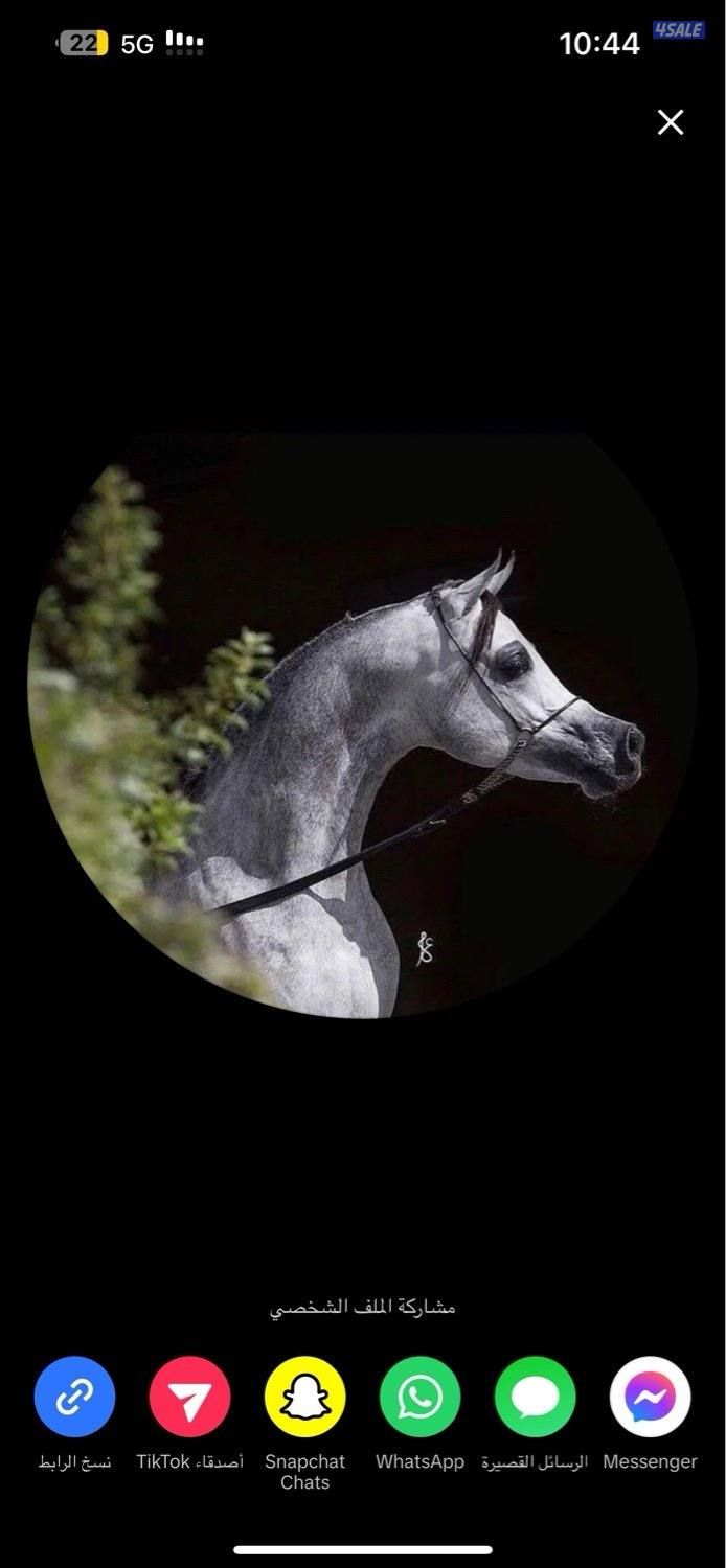 نقل خيل بفضل الاسعار0