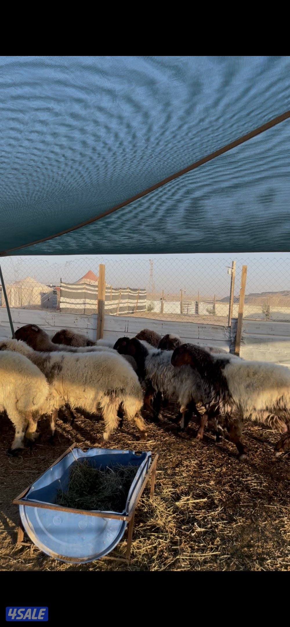 للبيع غنم نعيم العدد٢٣ راس سن وديد0