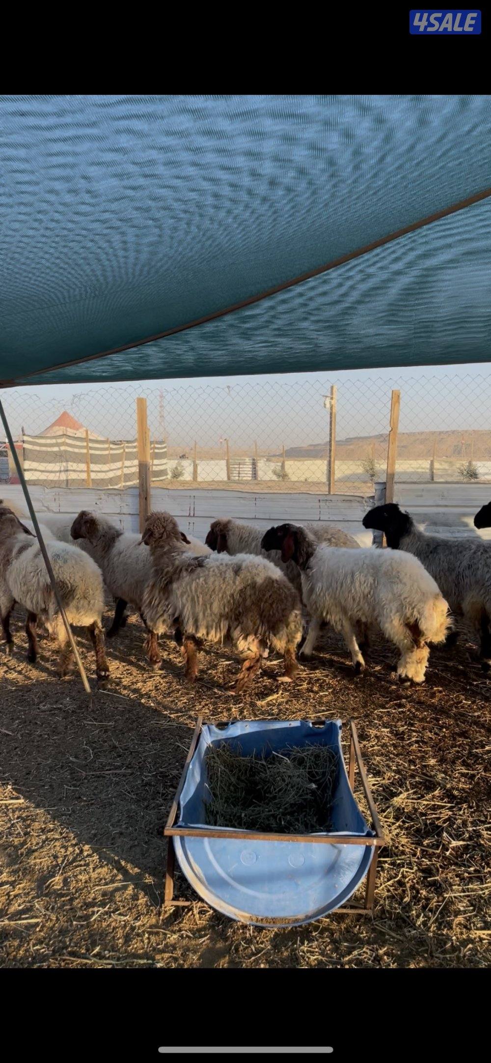 للبيع غنم نعيم العدد٢٣ راس سن وديد1