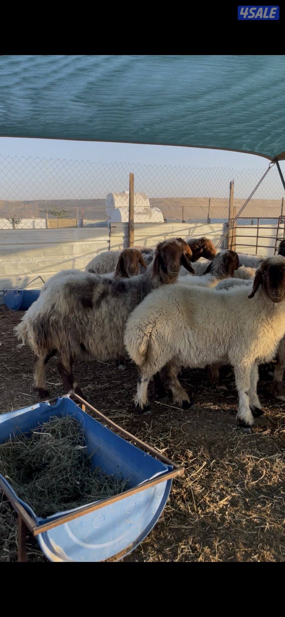 للبيع غنم نعيم العدد٢٣ راس سن وديد2