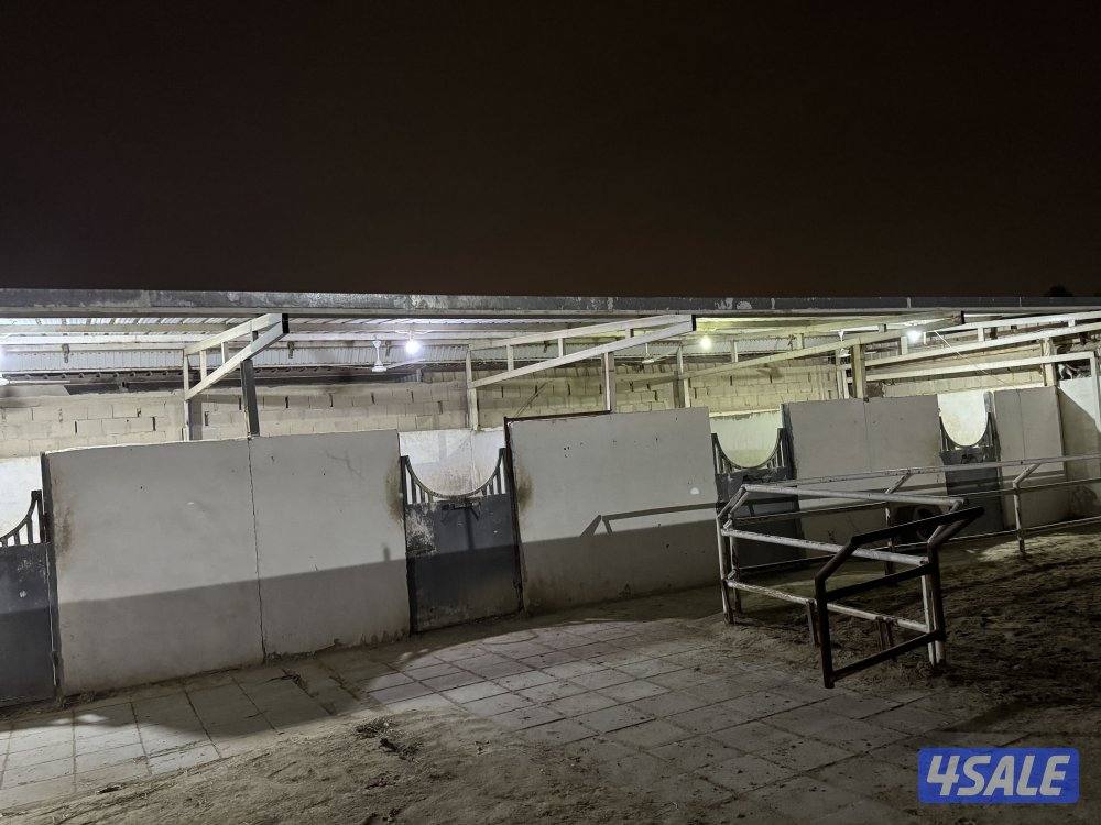 دوانيه أربعة مناجر خيل بدوق غرفت حارس غرفت علف0