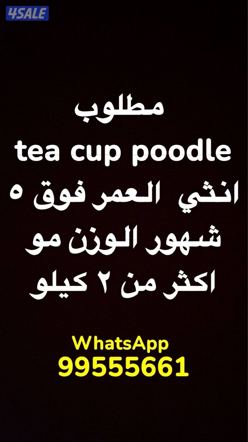 Looking for teacup poodle female0