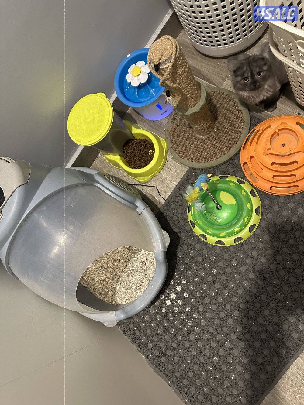 سكوتش فولد10