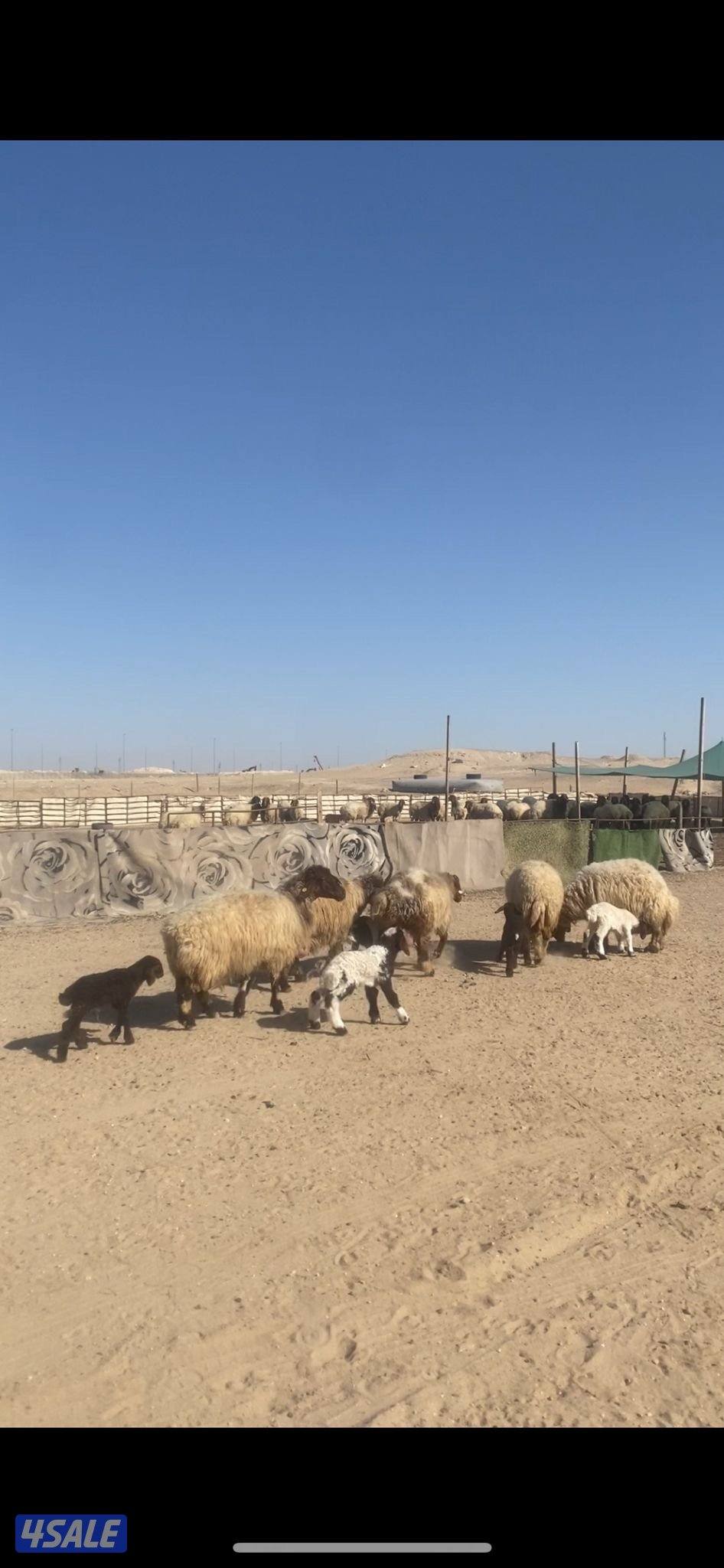 للبيع مطافيل سن وديد0