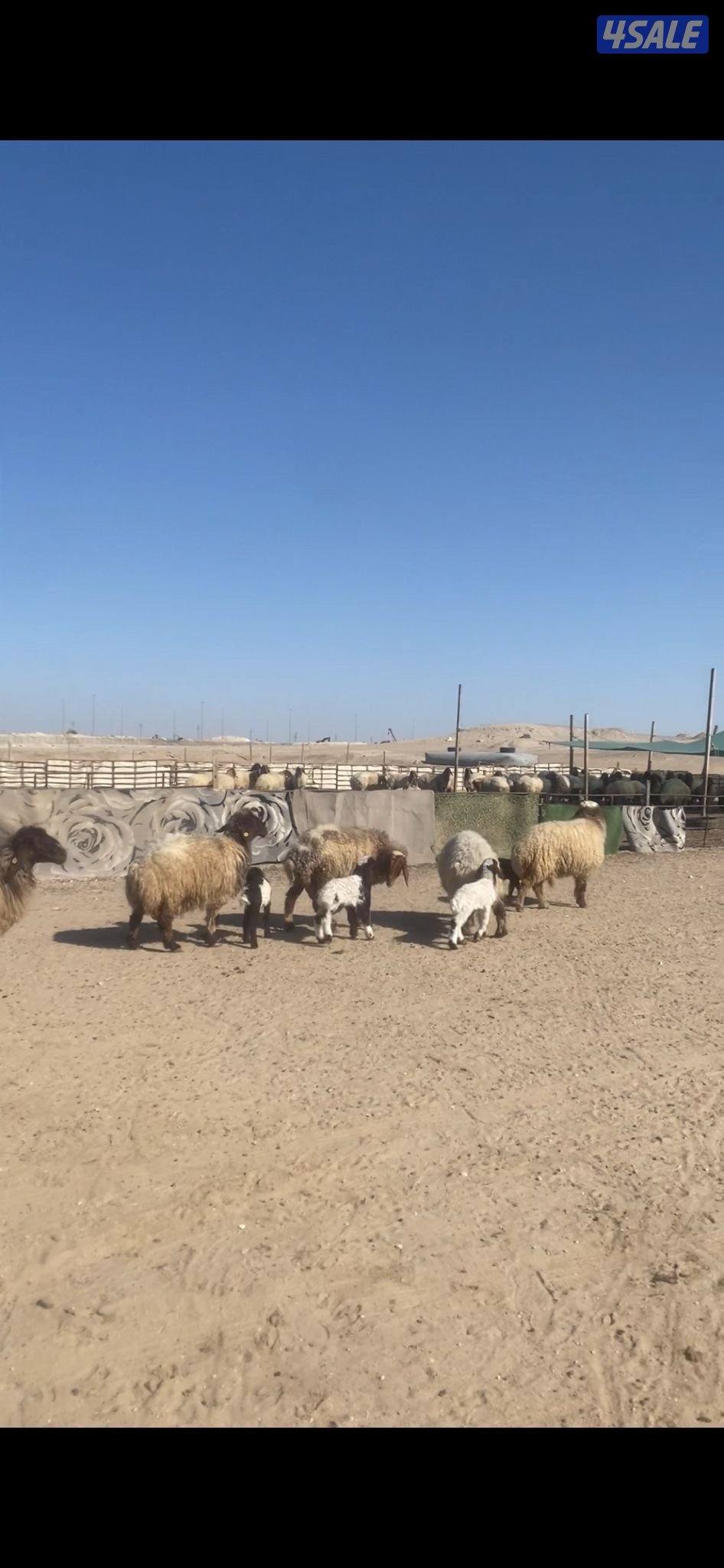 للبيع مطافيل سن وديد1