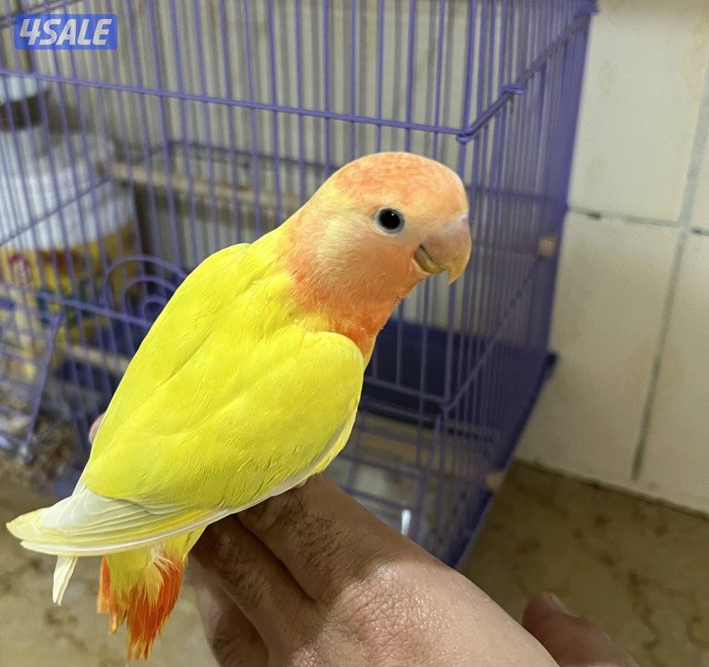 للبيع فرخ لوف بيرد بيور2