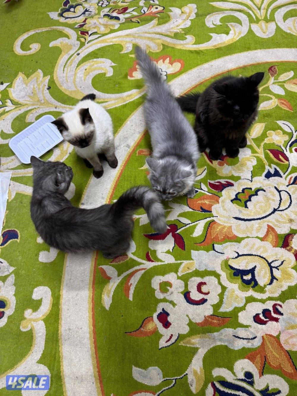 قطط شيرازي على سيامي0