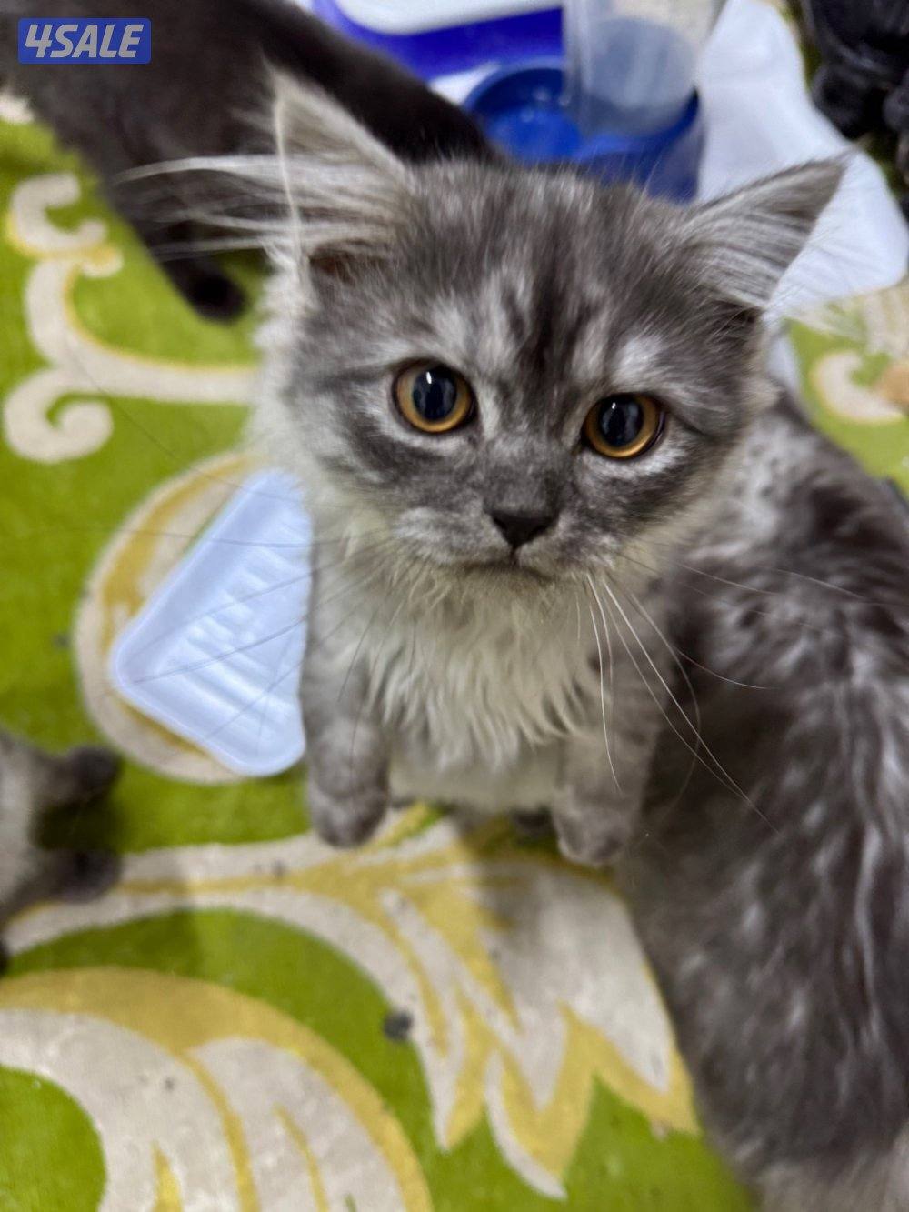 قطط شيرازي على سيامي1