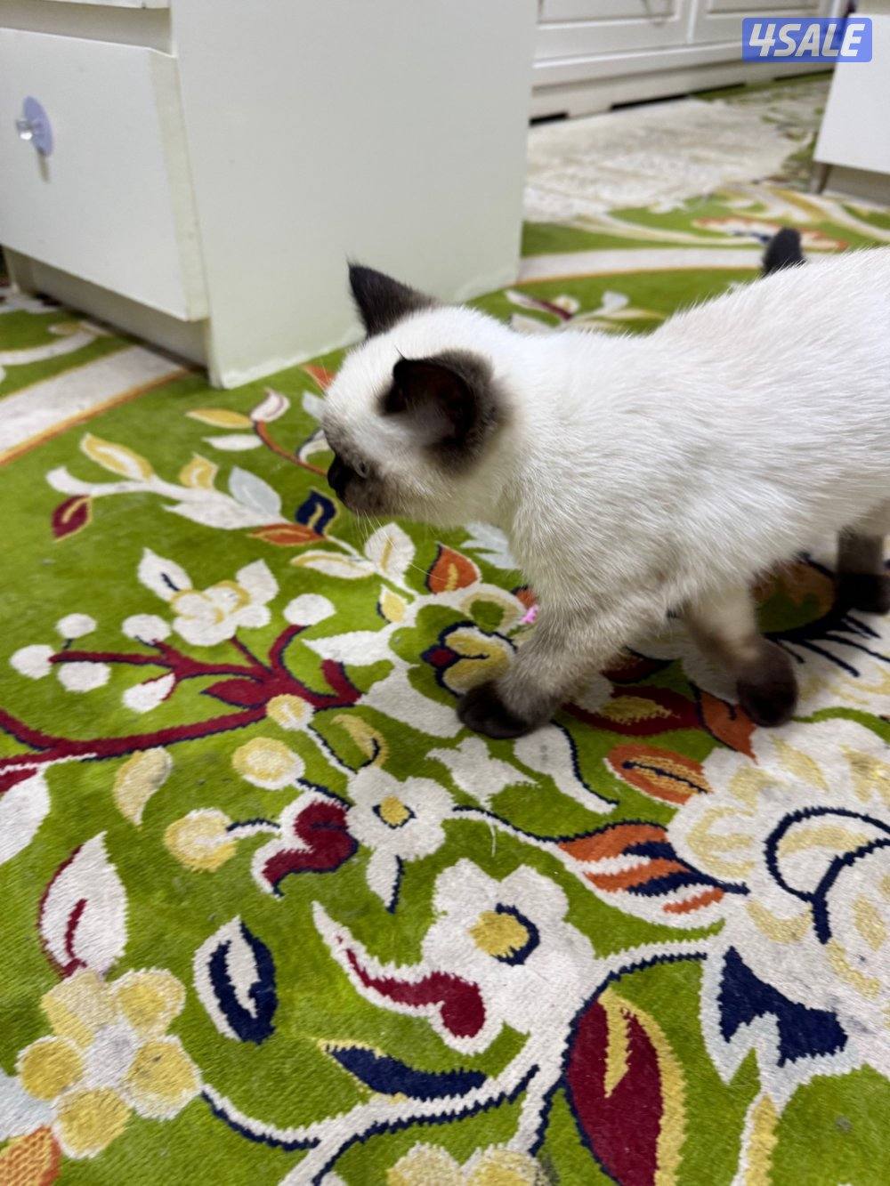 قطط شيرازي على سيامي4