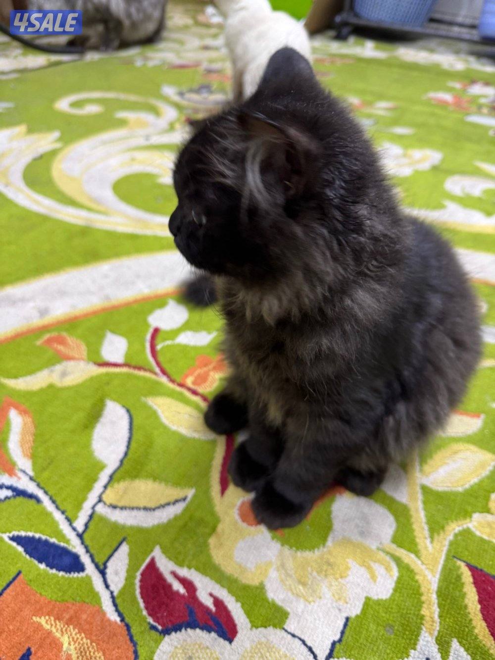 قطط شيرازي على سيامي3