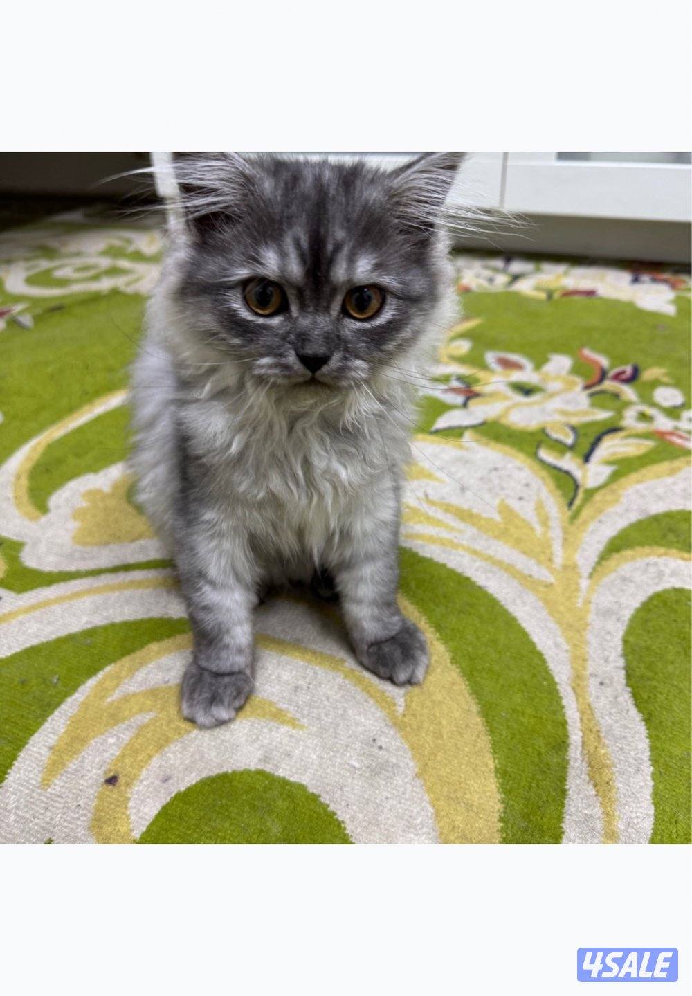 قطط شيرازي على سيامي5