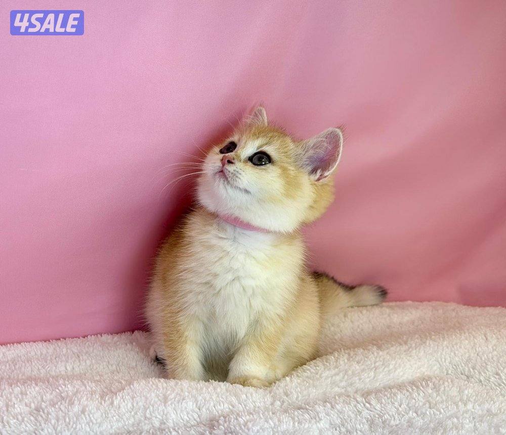 للبيع نثيه بريتش قولد شهرين ونص0