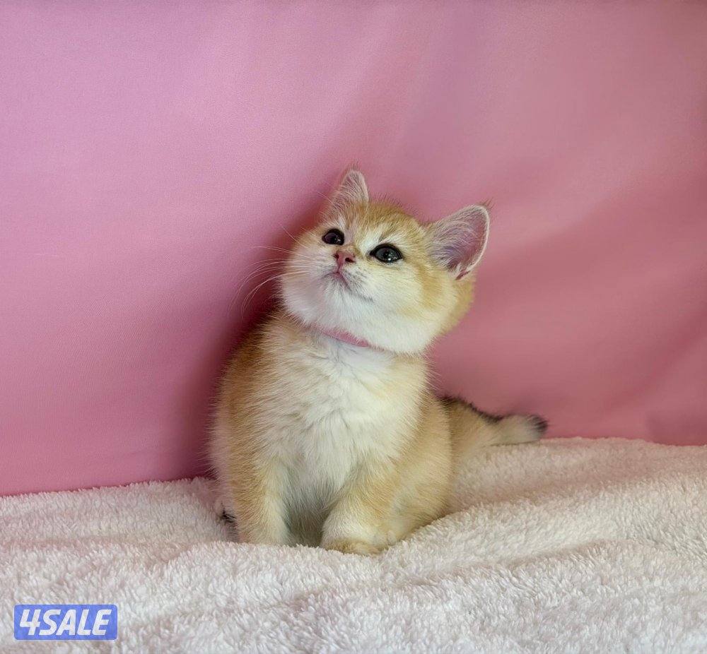 للبيع نثيه بريتش قولد شهرين ونص2