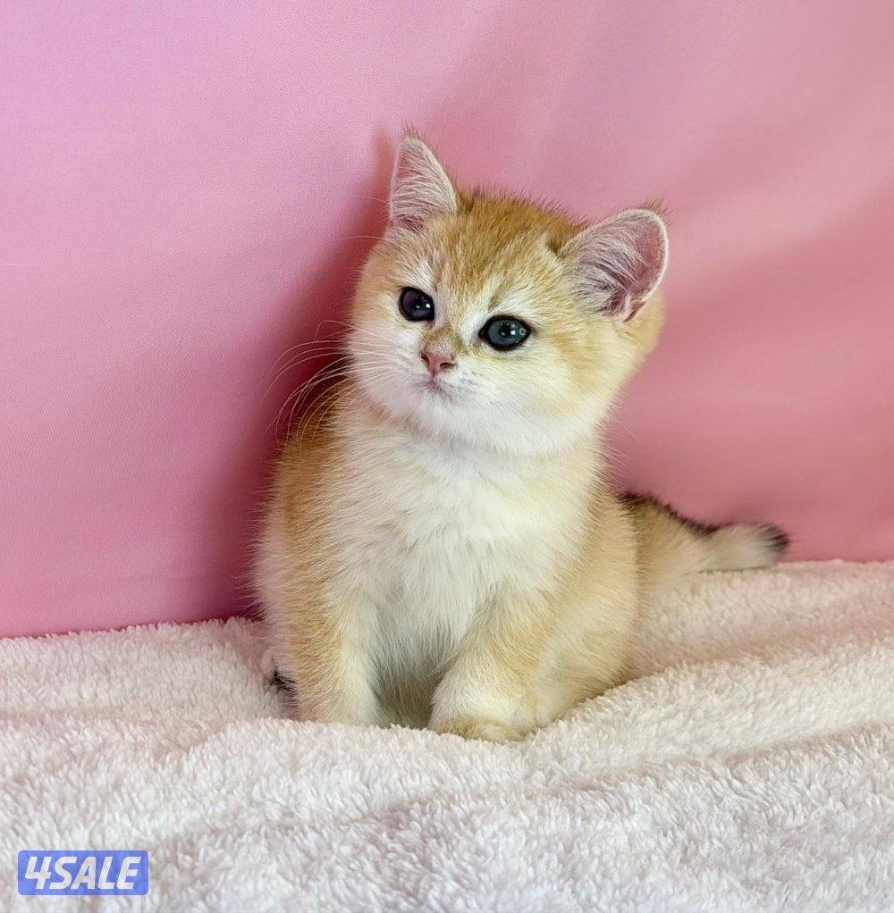 للبيع نثيه بريتش قولد شهرين ونص1