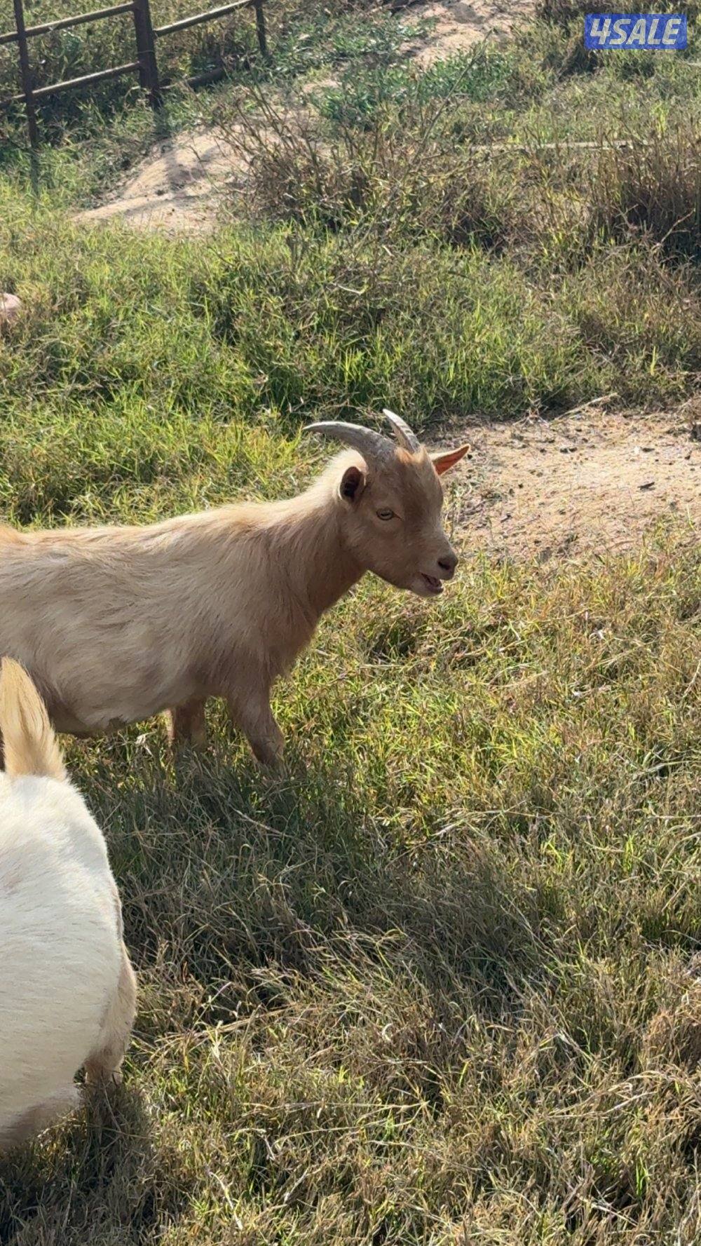 للبيع جيكيات مكس0