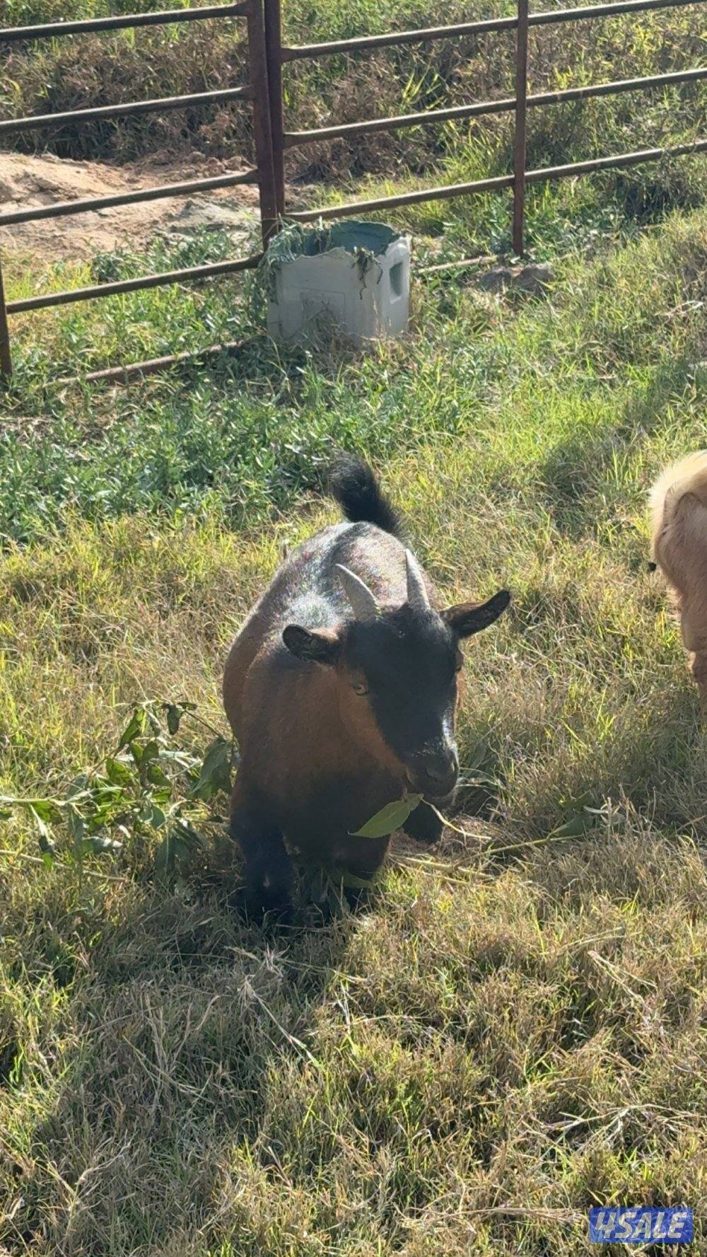 للبيع جيكيات مكس1