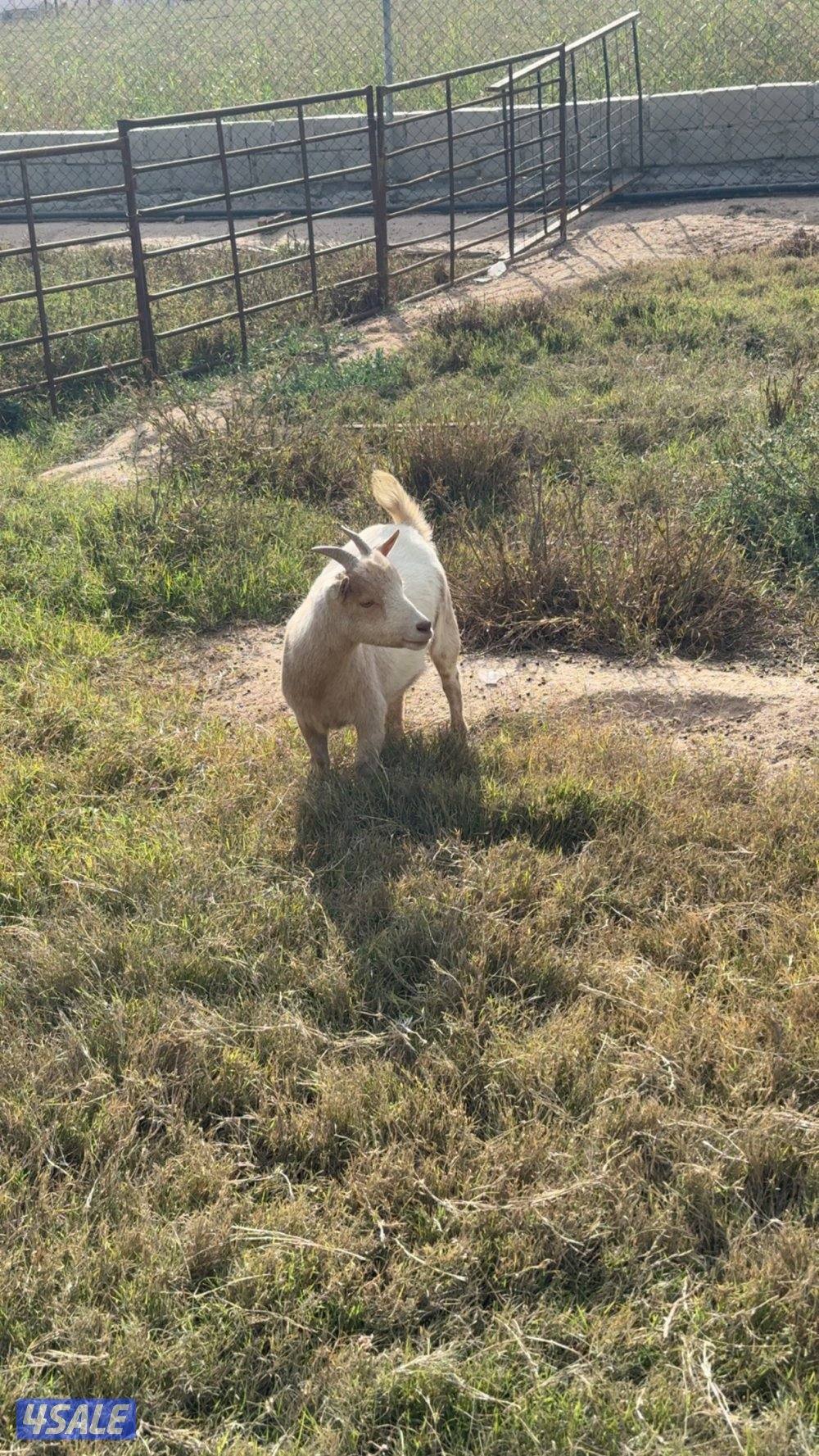 للبيع جيكيات مكس2