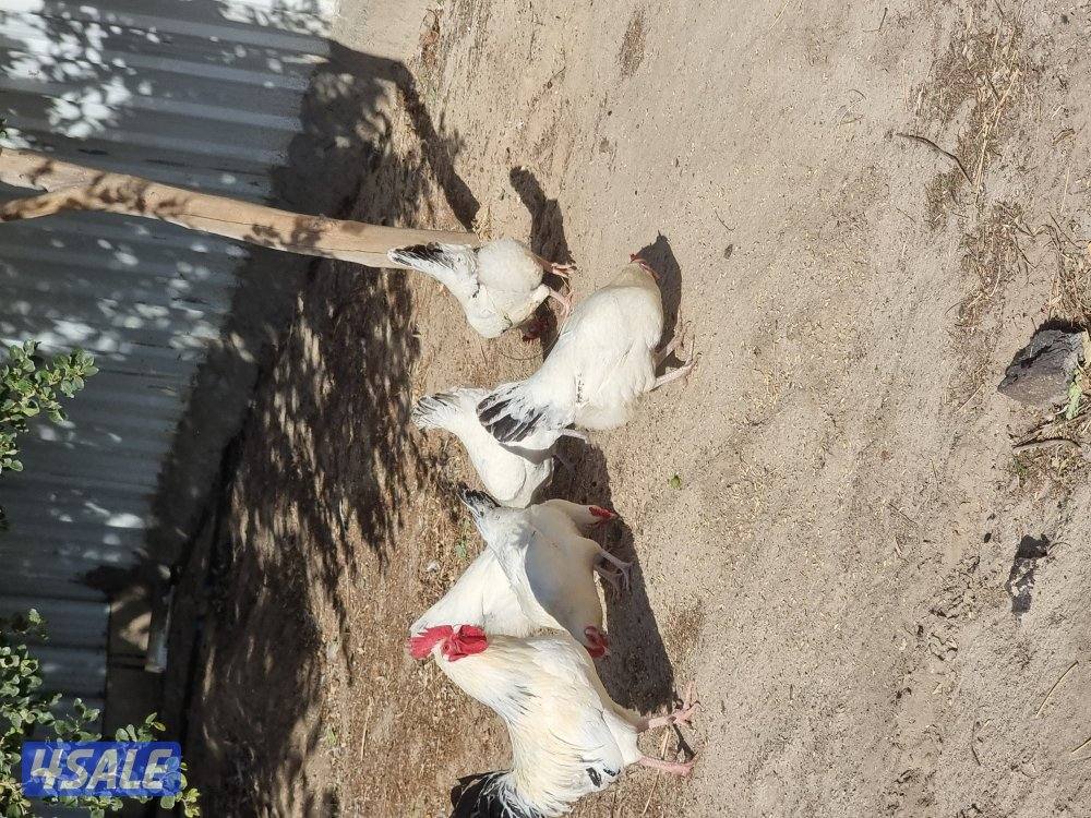 دجاج ساسكيس بياض احمر و ابيض1