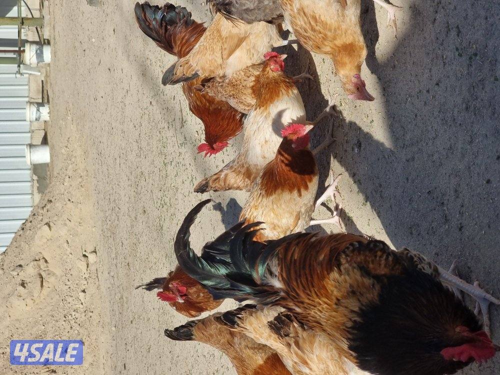 دجاج ساسكيس بياض احمر و ابيض2