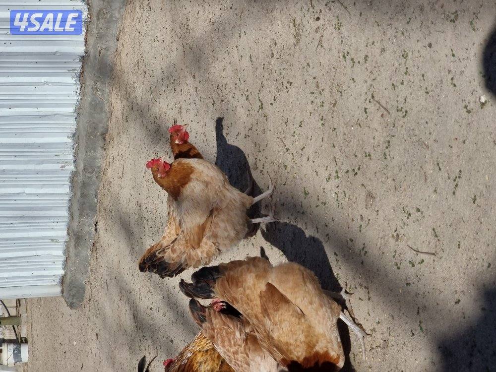 دجاج ساسكيس بياض احمر و ابيض3