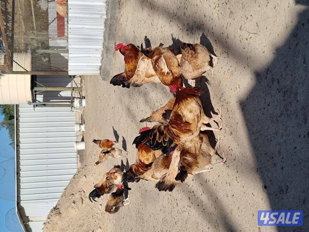 دجاج ساسكيس بياض احمر و ابيض6