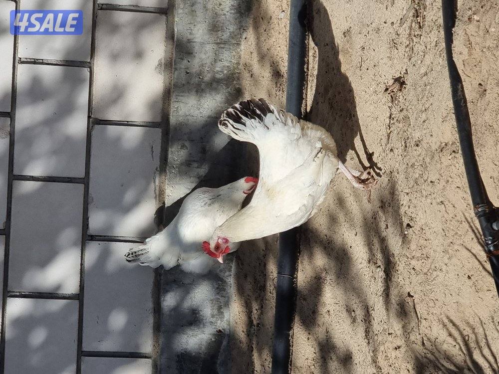 دجاج ساسكيس بياض احمر و ابيض7