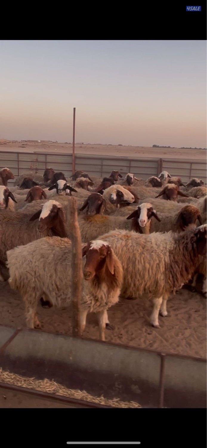 شفال سونار ودفيع0