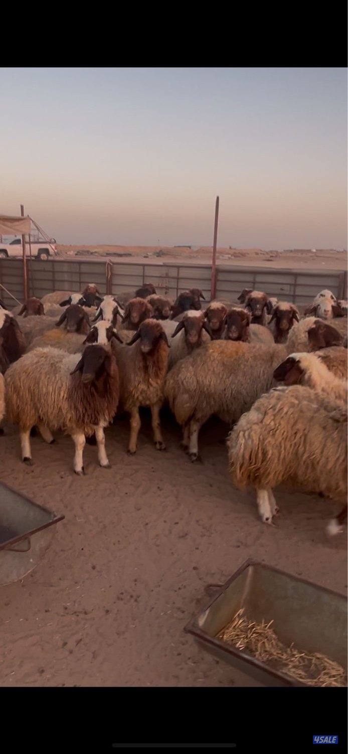 شفال سونار ودفيع1