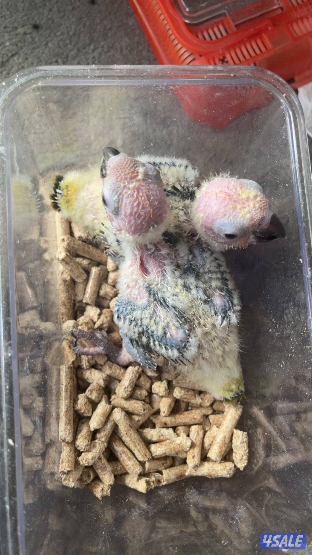 للبيع فروخ2