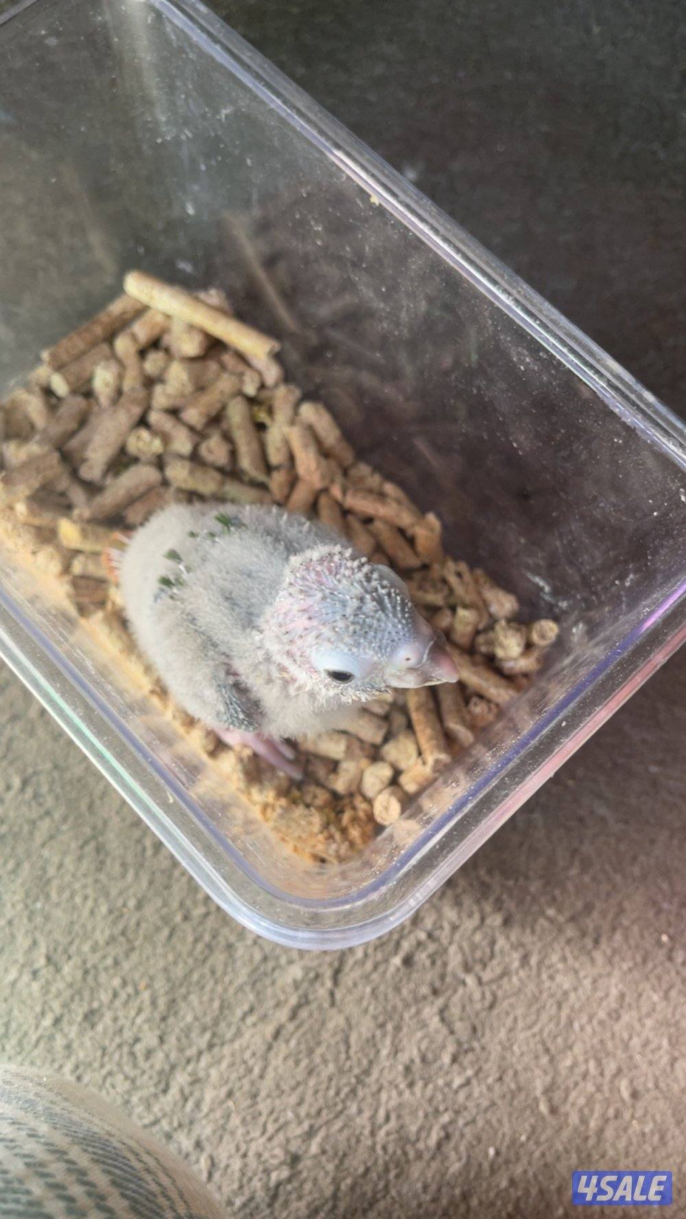 للبيع فروخ3