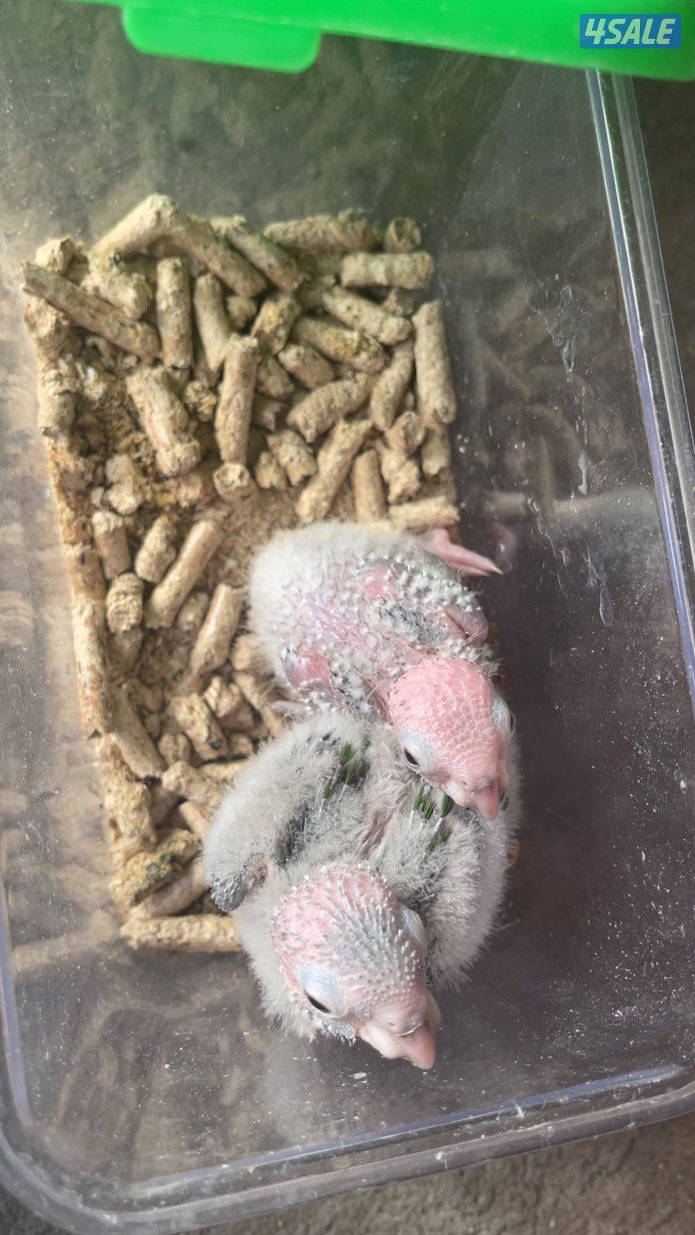 للبيع فروخ4