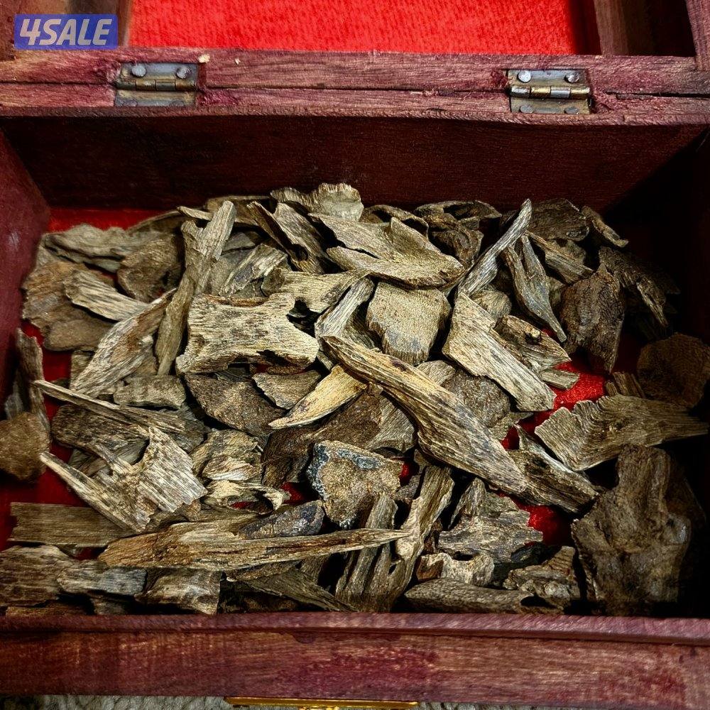 فلبينيي طبيعي0