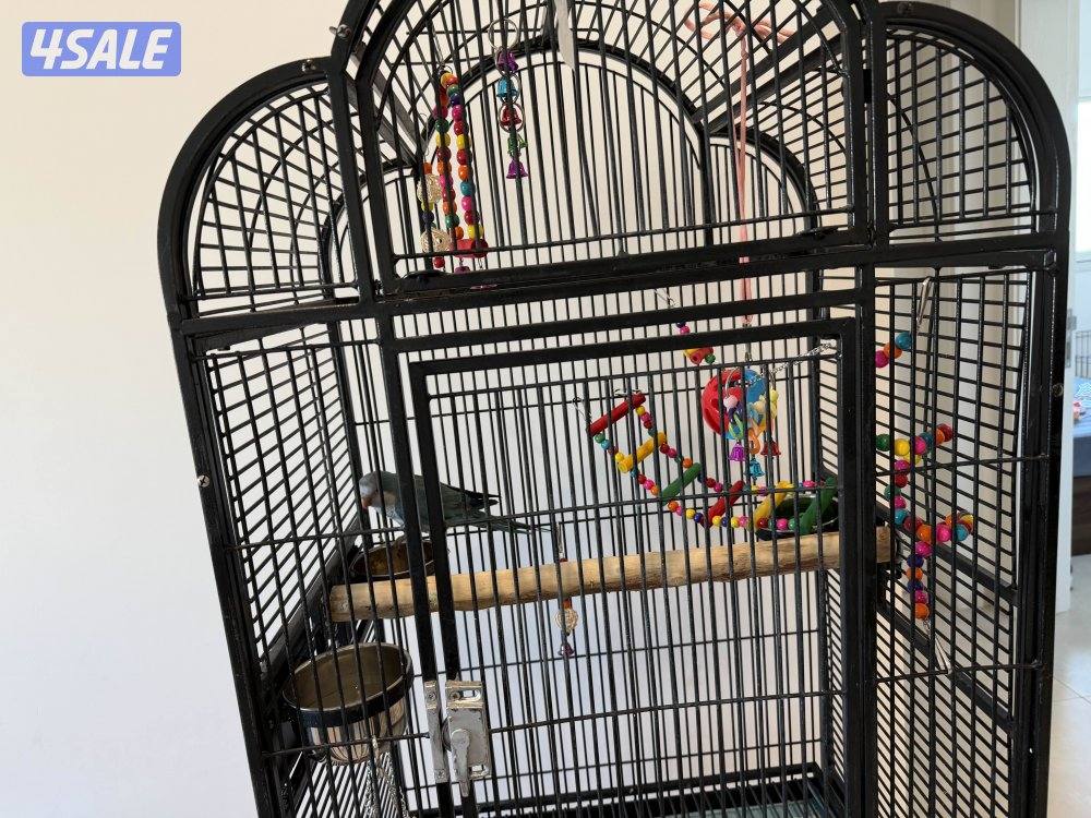 كويكر لون مميز ازرق0