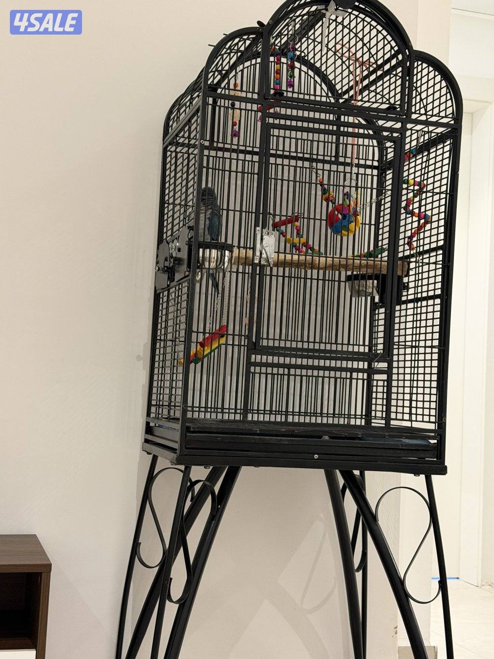 كويكر لون مميز ازرق1