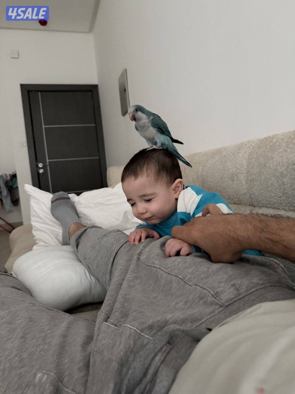 كويكر لون مميز ازرق2