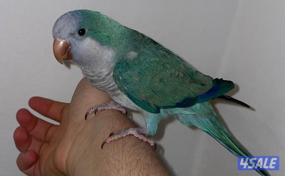 كويكر لون مميز ازرق3