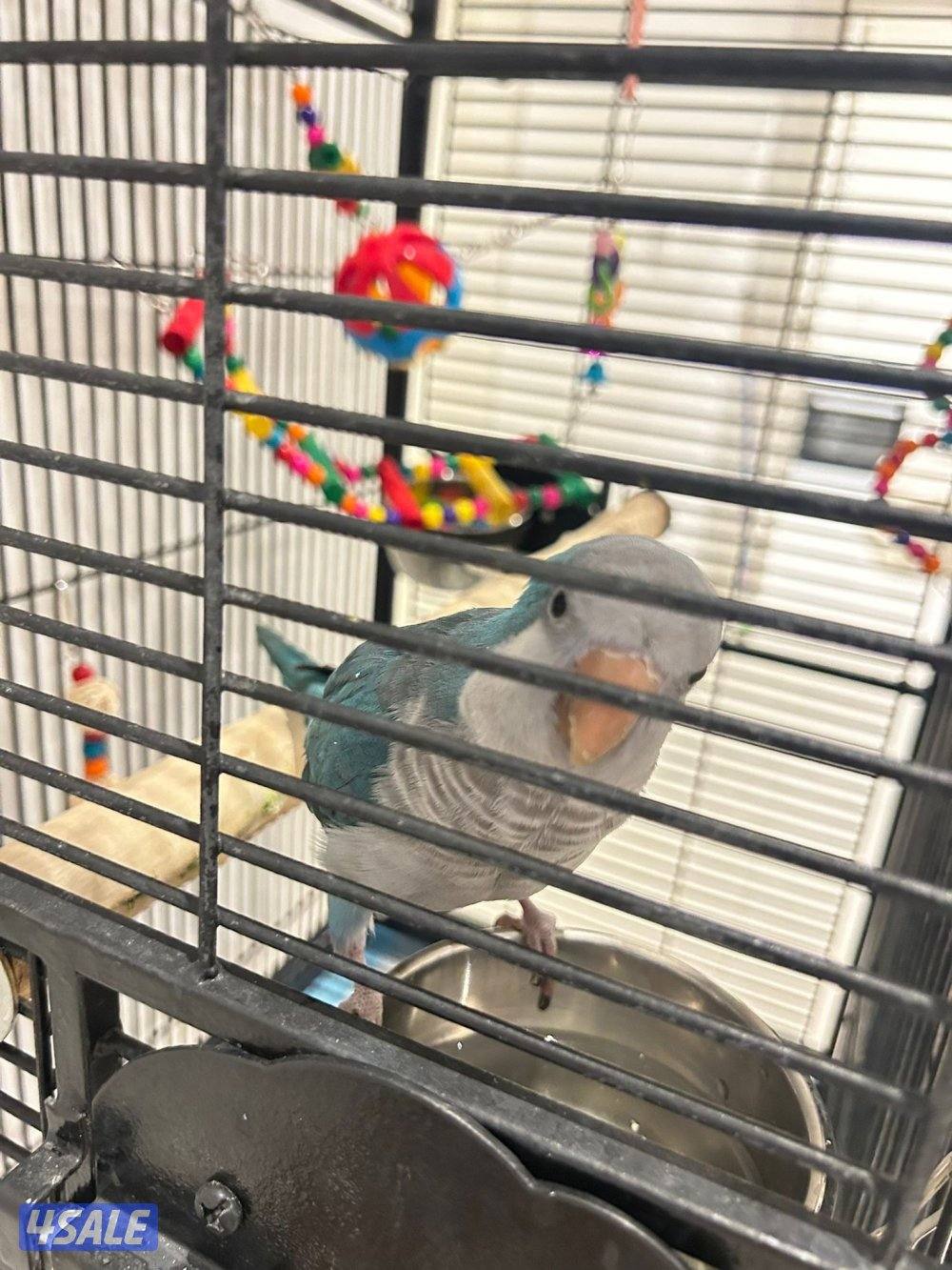 كويكر لون مميز ازرق4