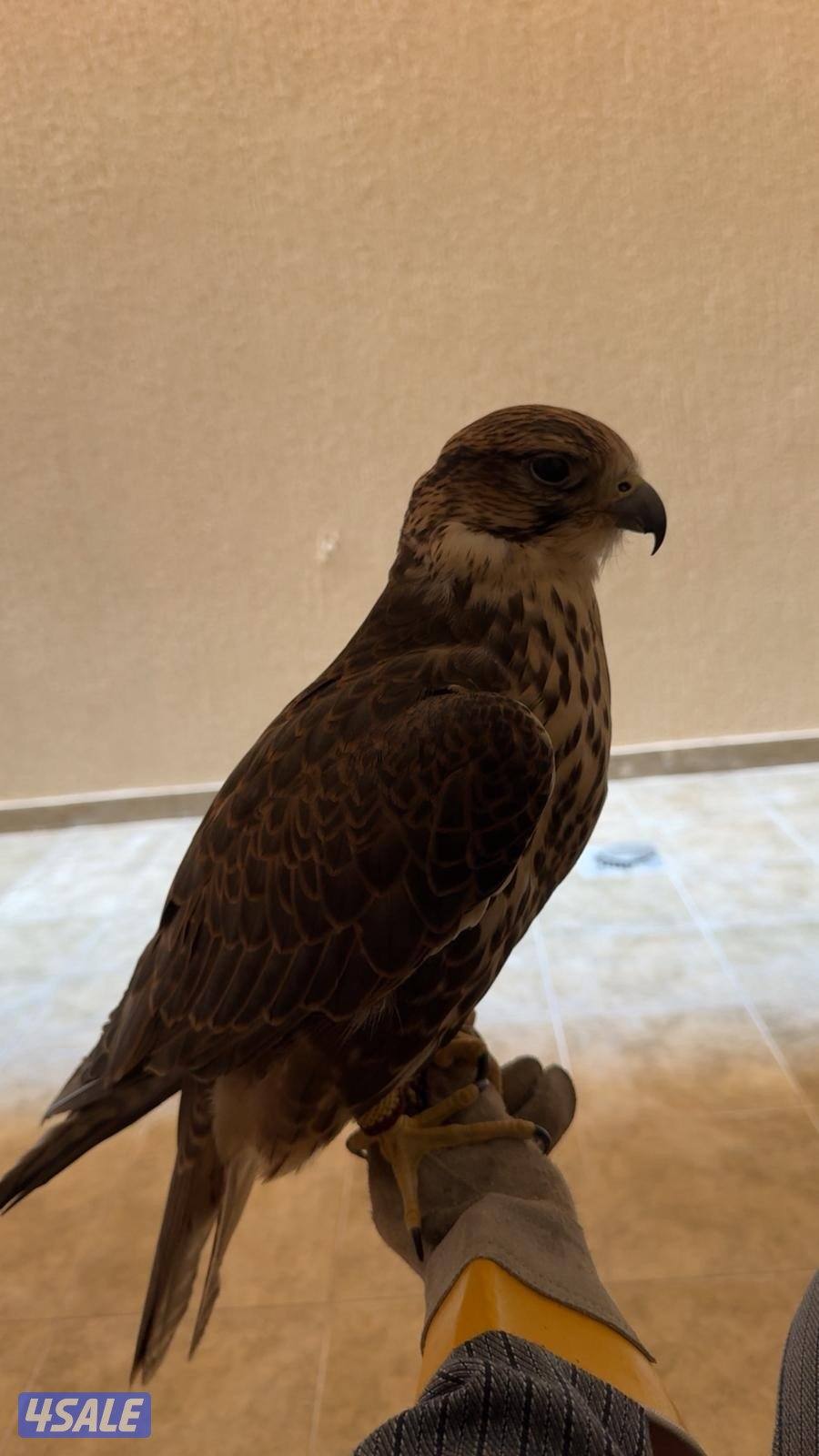 طير حر قرناس ثاني0