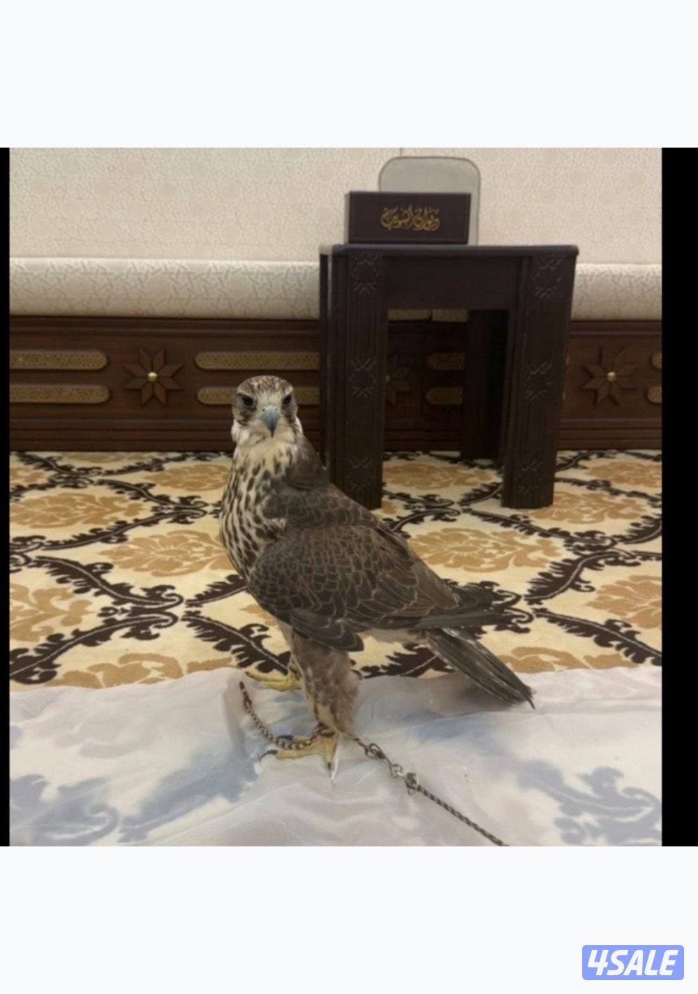 طير حر قرناس ثاني1