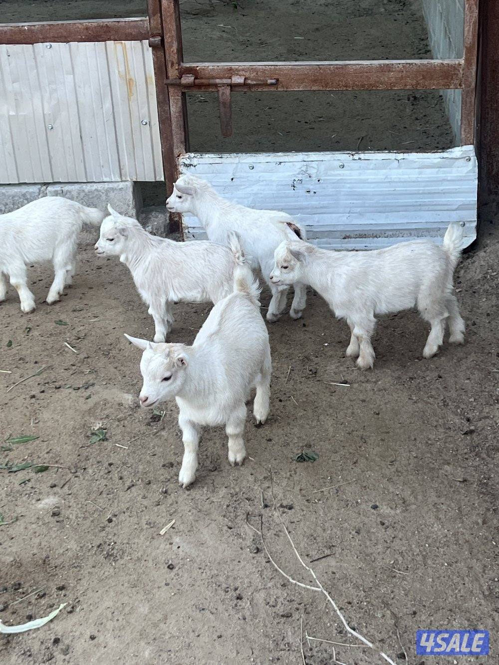 الهجن قطعه ٣1