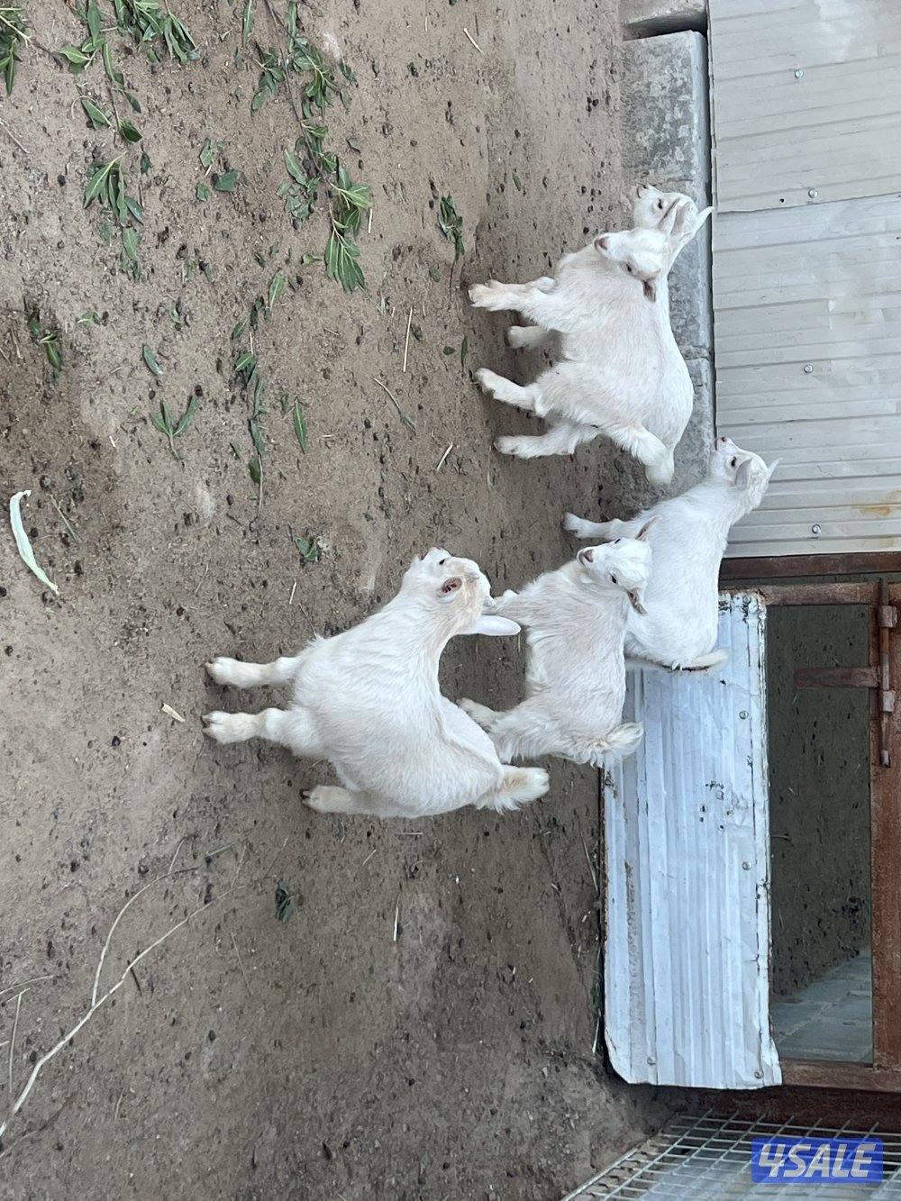 الهجن قطعه ٣2